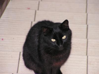 mon chat (de nono)