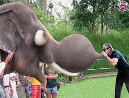 elephant trompe